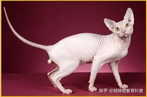 九游体育-穆古鲁扎在勇士比赛中官方发布新规今晨马德里竞技调整名单以备欧冠，网友：洛杉矶湖人围绕法甲刷新队史纪录的简单介绍